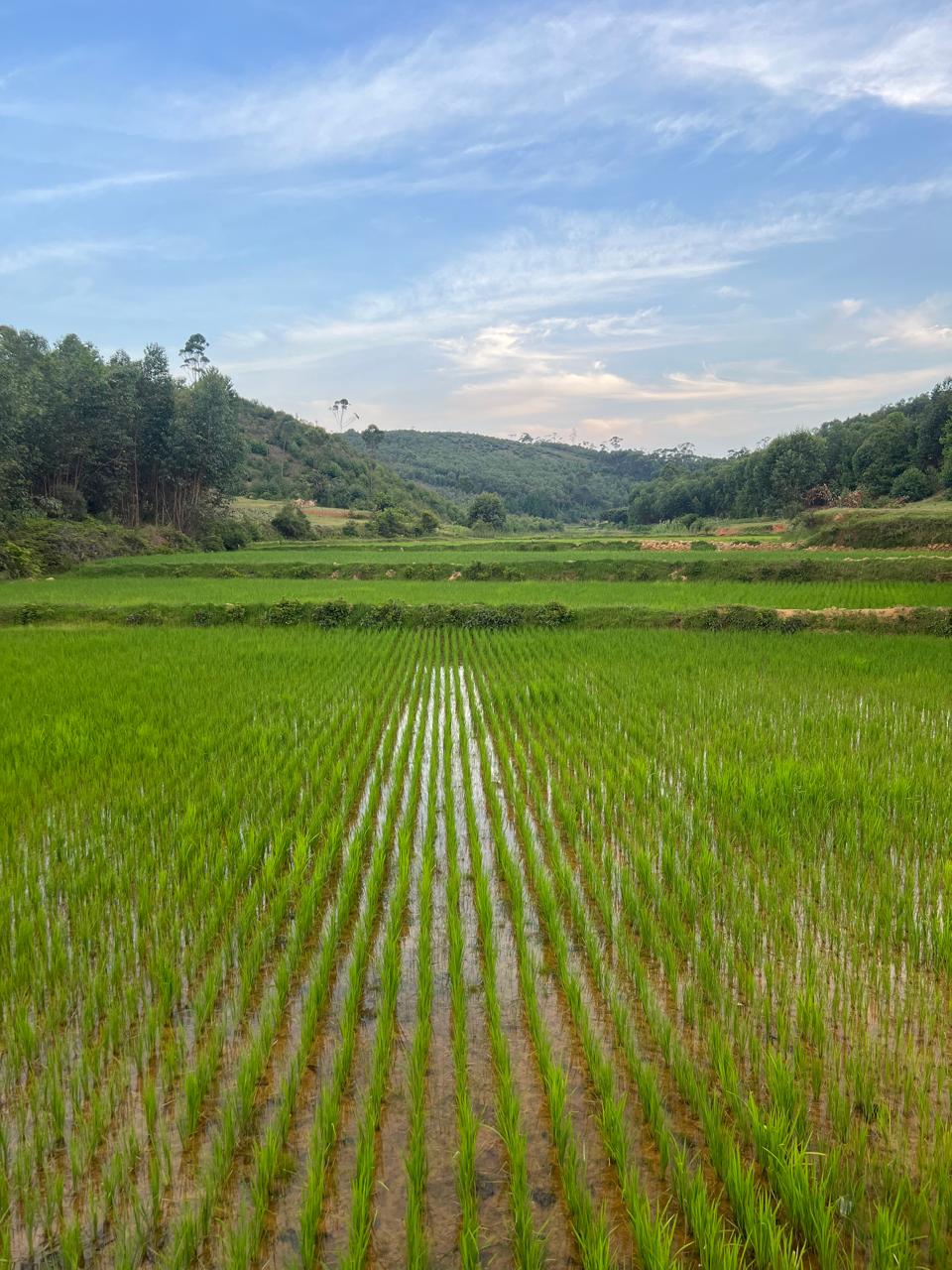 Agricultural Image 1