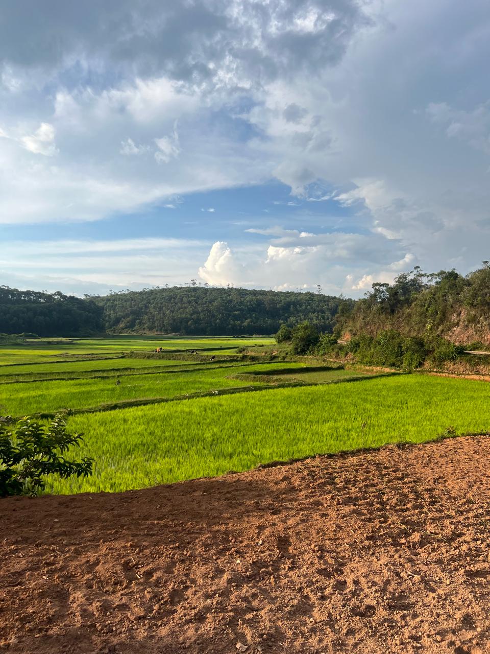Agricultural Image 3